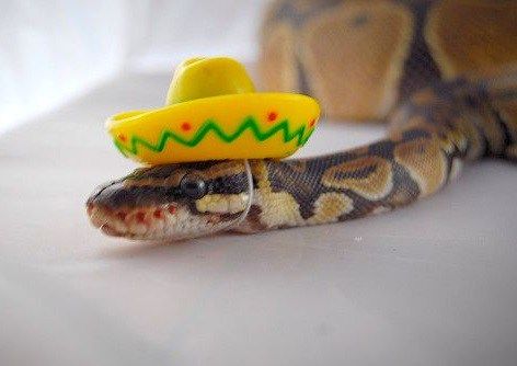 A real snake wearing a tiny yellow sombrero